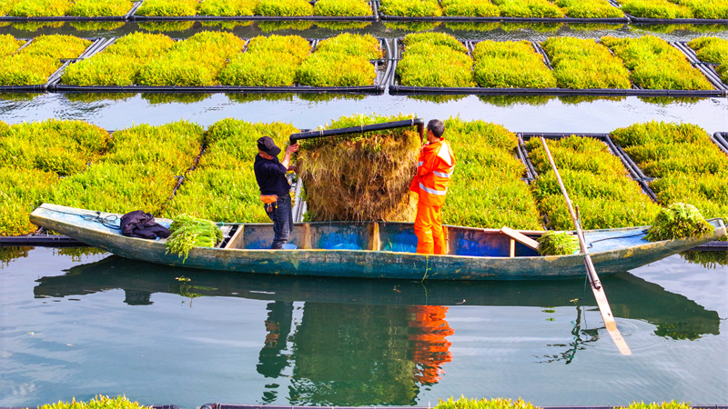 Zhejiang : pendant la saison des pluies, la récolte printanière bat son plein sur les potagers lacustres de Chun'an