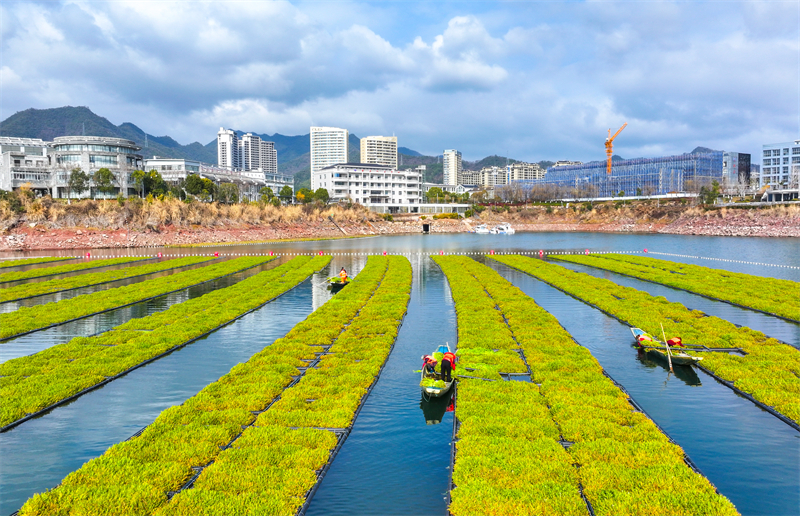 Zhejiang : pendant la saison des pluies, la récolte printanière bat son plein sur les potagers lacustres de Chun'an