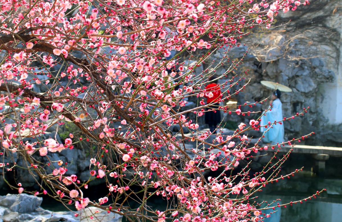 Jiangsu : avec l'arrivée du printemps, les pruniers fleurissent à Suzhou