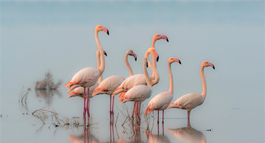 Shanxi : les zones humides du lac salé de Yuncheng, un paradis hivernal pour les oiseaux migrateurs