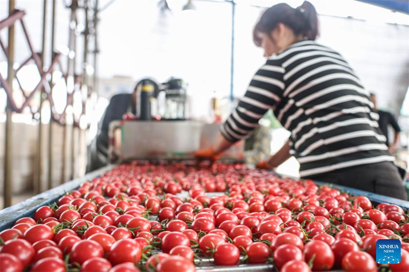 Hainan : une riche récolte de tomates cerises dans le comté de Ding'an