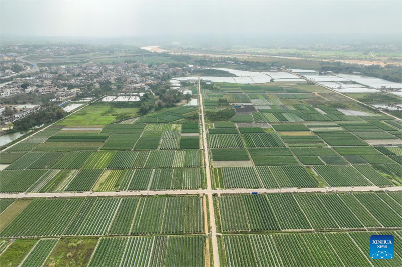 Hainan : une riche récolte de tomates cerises dans le comté de Ding'an