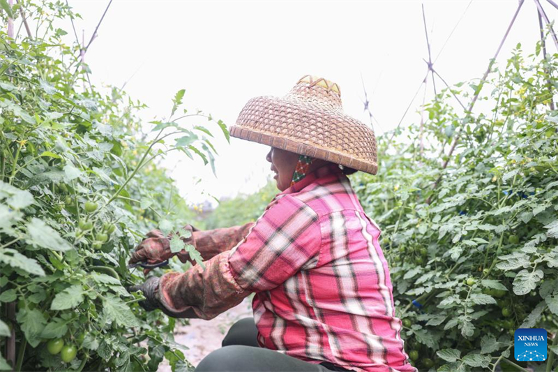 Hainan : une riche récolte de tomates cerises dans le comté de Ding'an