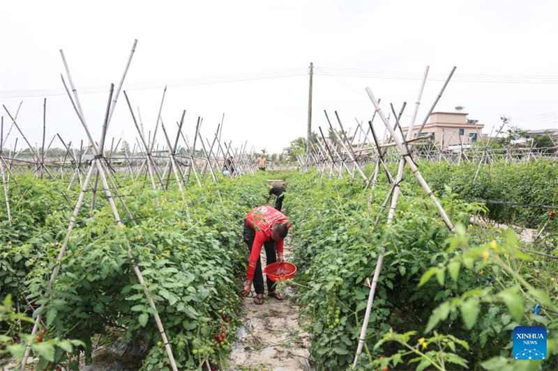 Hainan : une riche récolte de tomates cerises dans le comté de Ding'an