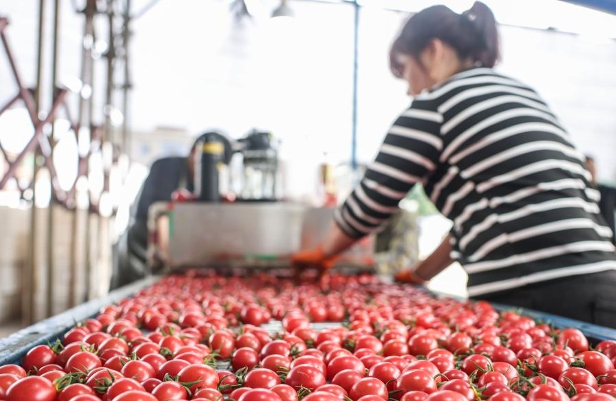 Hainan : une riche récolte de tomates cerises dans le comté de Ding'an