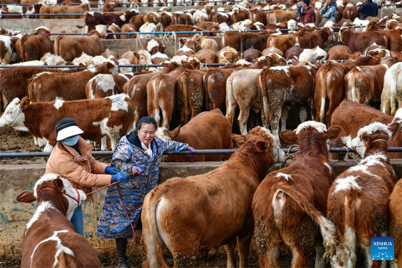 Guizhou : le marché au bétail de Weining entre dans sa saison de pointe