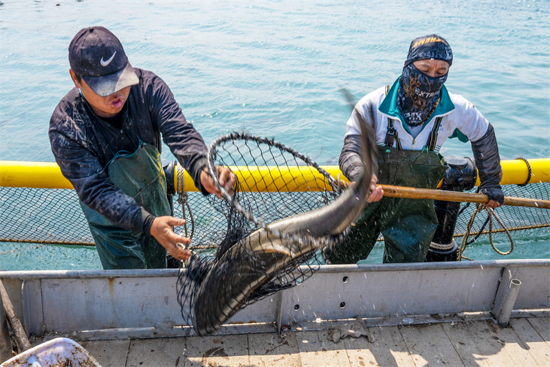 Hainan : la récolte s'annonce de poissons prometteuse dans la « ferme marine » de Haikou