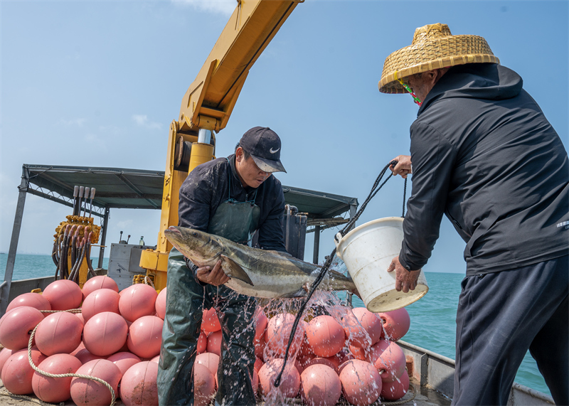 Hainan : la récolte s'annonce de poissons prometteuse dans la « ferme marine » de Haikou