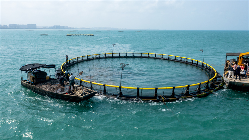 Hainan : la récolte s'annonce de poissons prometteuse dans la « ferme marine » de Haikou