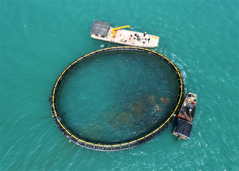 Hainan : la récolte s'annonce de poissons prometteuse dans la « ferme marine » de Haikou