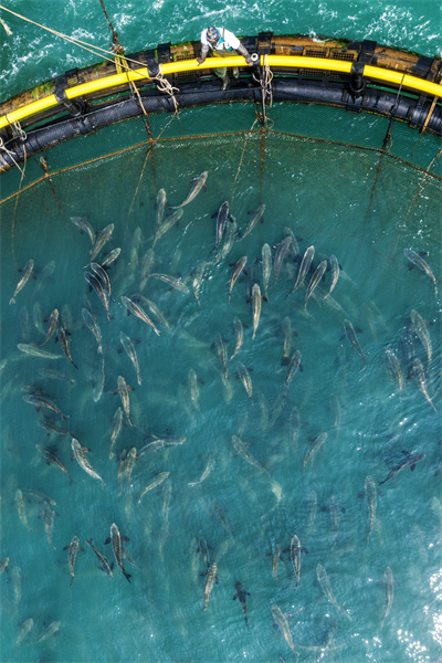 Hainan : la récolte s'annonce de poissons prometteuse dans la « ferme marine » de Haikou