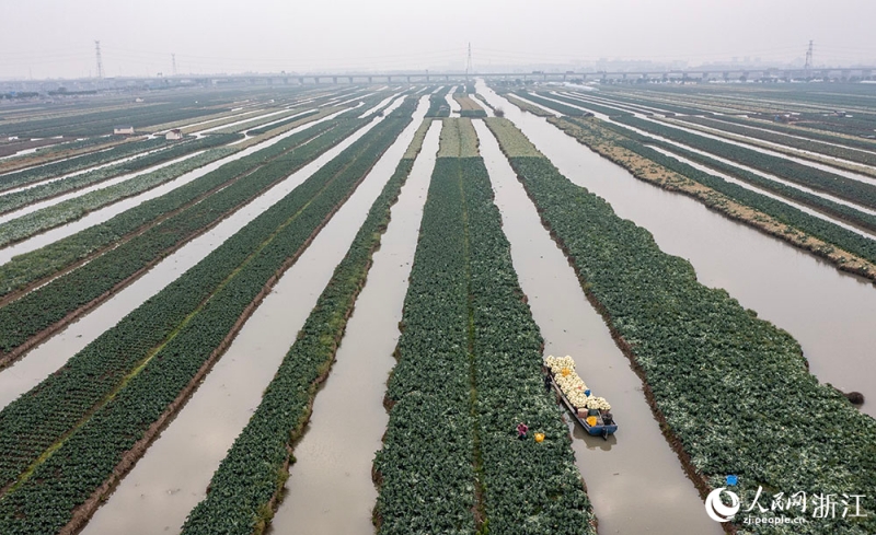 Zhejiang : une récolte abondante de choux-fleurs à Rui'an