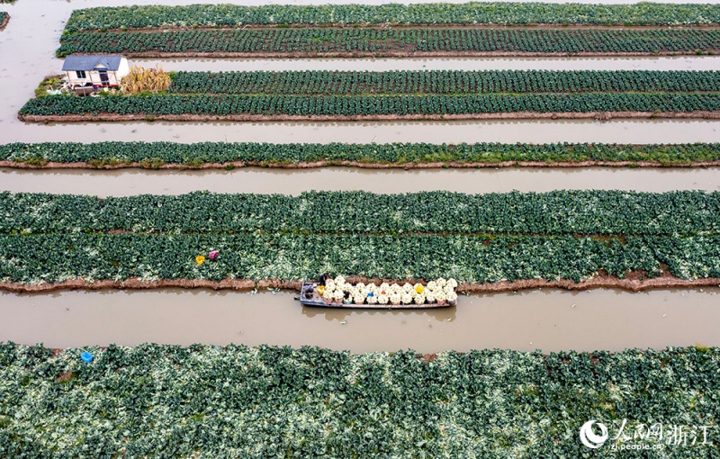 Zhejiang : une récolte abondante de choux-fleurs à Rui'an