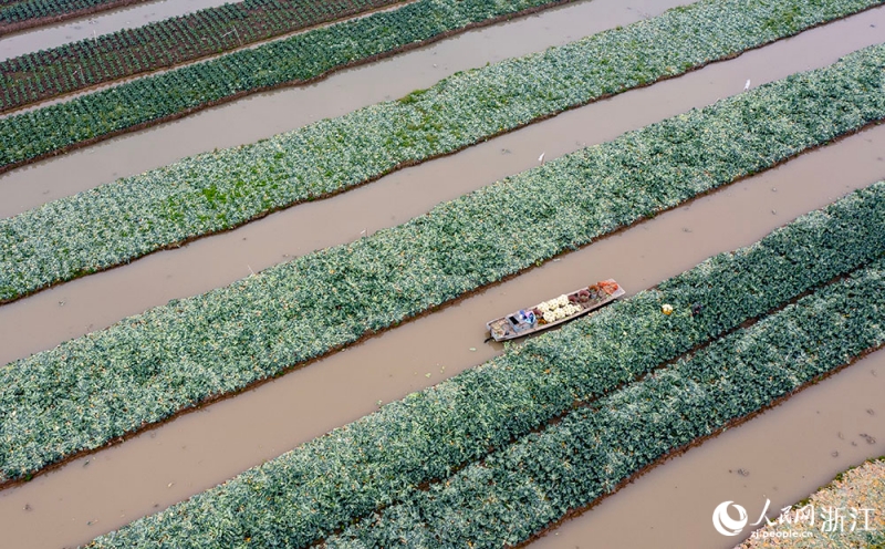 Zhejiang : une récolte abondante de choux-fleurs à Rui'an