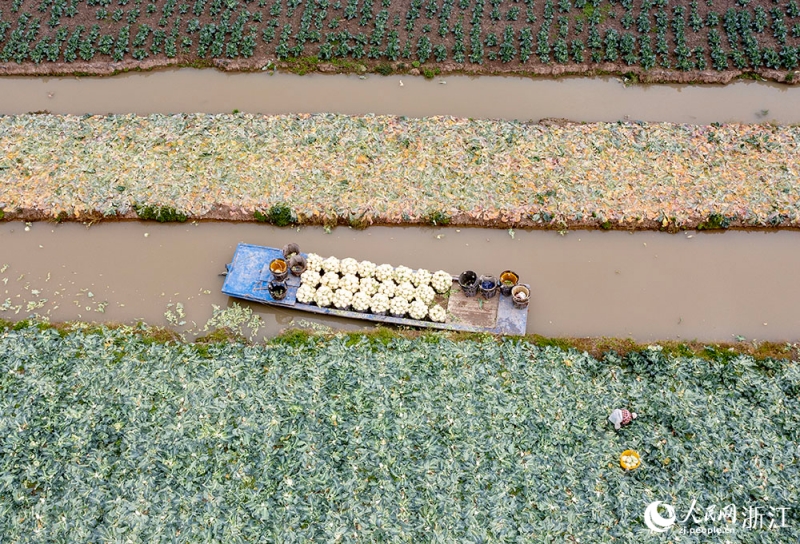 Zhejiang : une récolte abondante de choux-fleurs à Rui'an