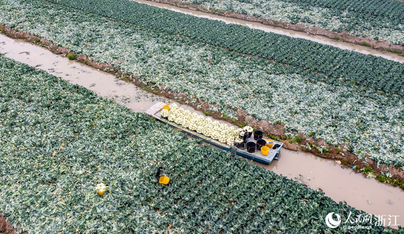 Zhejiang : une récolte abondante de choux-fleurs à Rui'an