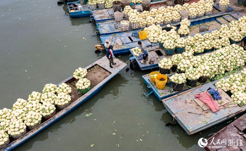 Zhejiang : une récolte abondante de choux-fleurs à Rui'an