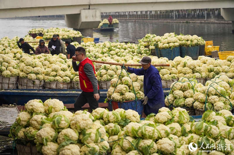 Zhejiang : une récolte abondante de choux-fleurs à Rui'an