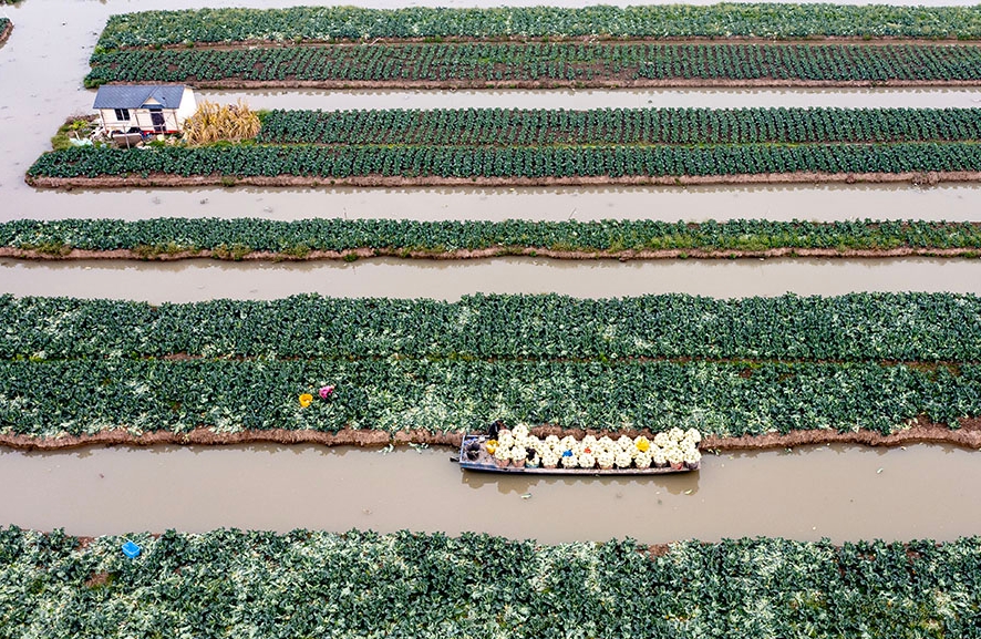 Zhejiang : une récolte abondante de choux-fleurs à Rui'an