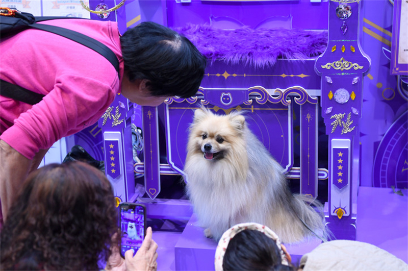 Des visiteuses prennent la photo d'un chien lors d'un festival sur les animaux de compagnie, à Hong Kong, dans le sud de la Chine, le 6 février 2025. (Photo : Chen Duo)