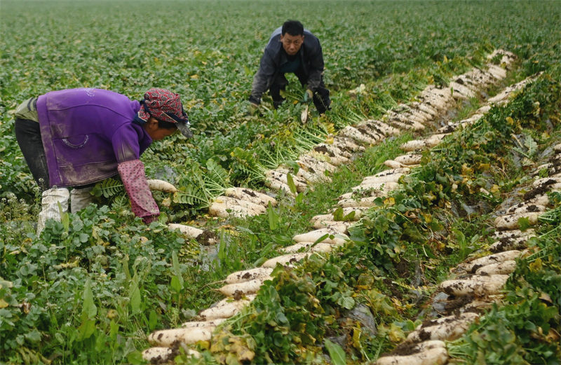 Sichuan : la récolte des radis à Peng'an