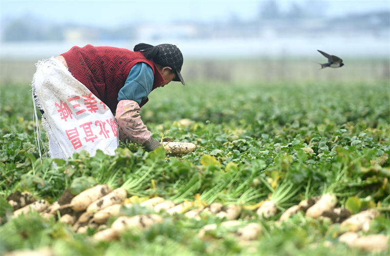 Sichuan : la récolte des radis à Peng'an