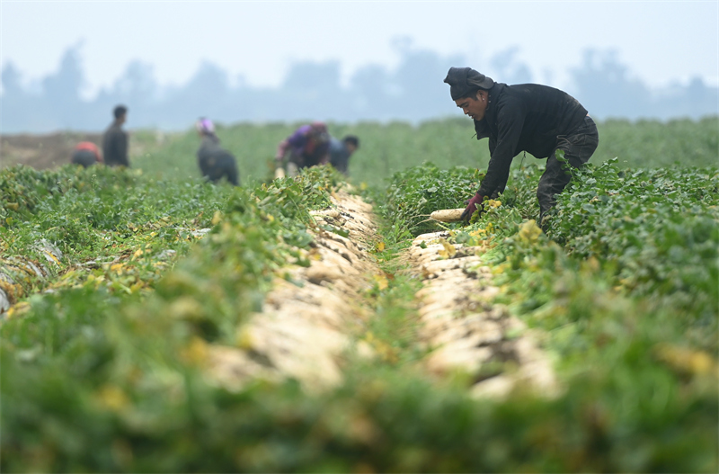 Sichuan : la récolte des radis à Peng'an