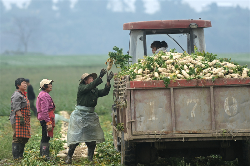 Sichuan : la récolte des radis à Peng'an