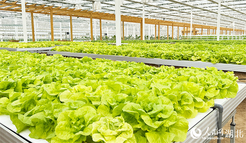 Hubei : à Xiaogan, une serre de légumes intelligente dessine un magnifique paysage de printemps