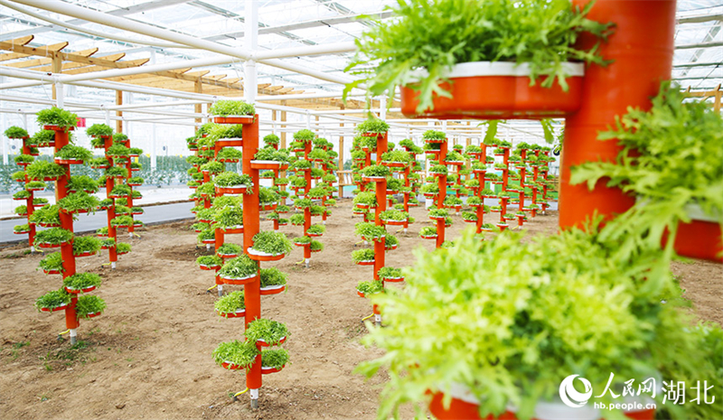 Hubei : à Xiaogan, une serre de légumes intelligente dessine un magnifique paysage de printemps