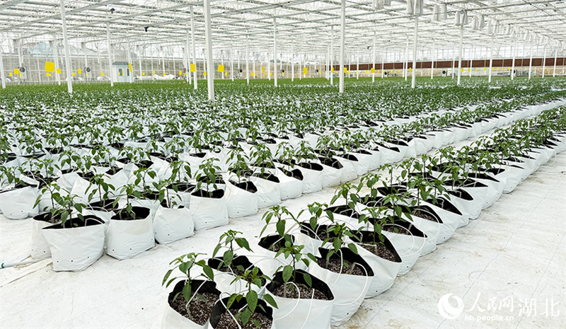 Hubei : à Xiaogan, une serre de légumes intelligente dessine un magnifique paysage de printemps