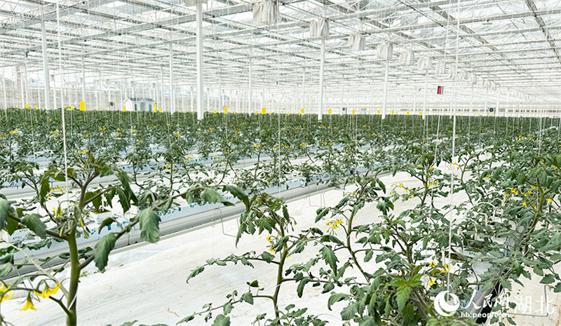 Hubei : à Xiaogan, une serre de légumes intelligente dessine un magnifique paysage de printemps