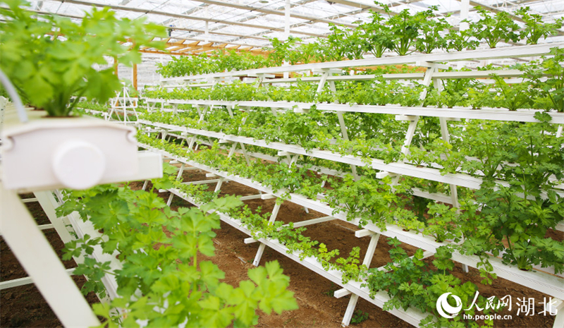 Hubei : à Xiaogan, une serre de légumes intelligente dessine un magnifique paysage de printemps