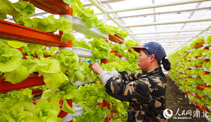 Hubei : à Xiaogan, une serre de légumes intelligente dessine un magnifique paysage de printemps