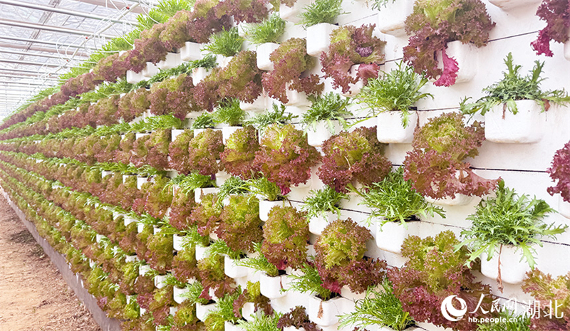 Hubei : à Xiaogan, une serre de légumes intelligente dessine un magnifique paysage de printemps