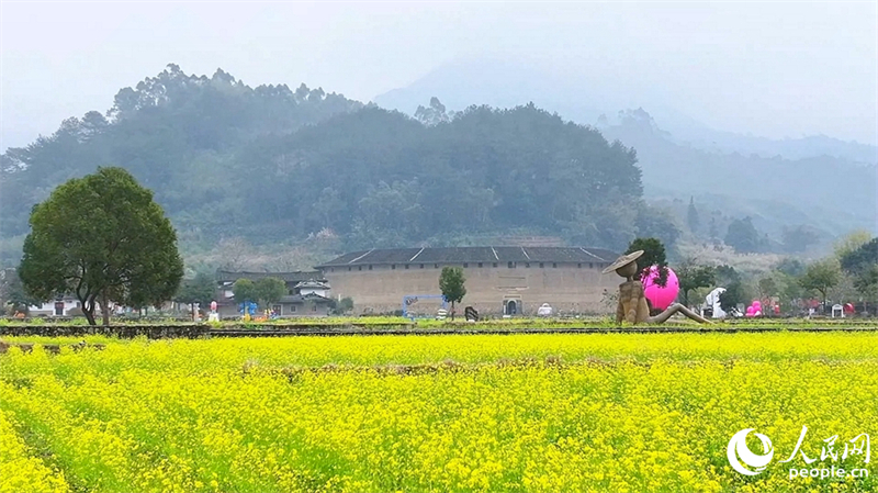 Fujian : le charme printanier des Tulou de Hua'an entourés de fleurs de colza épanouies