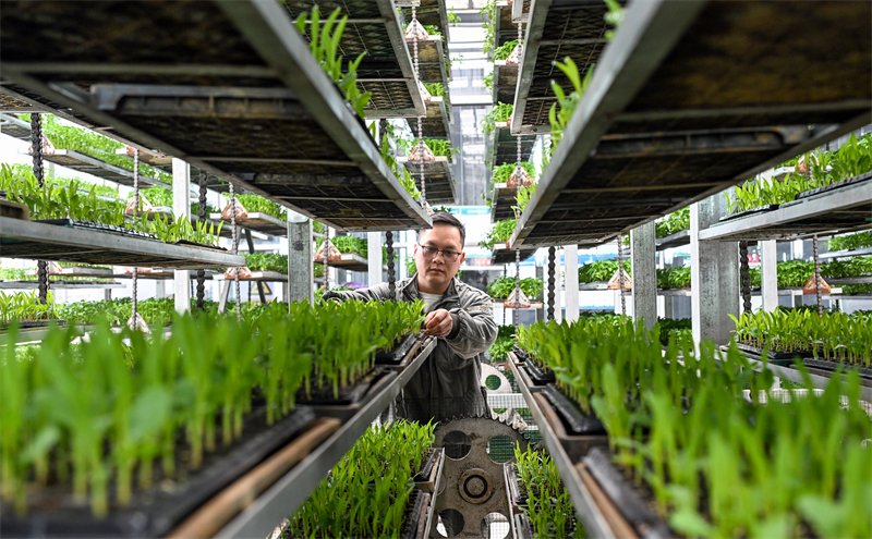 Sichuan : la préparation des semis pour les labours de printemps à Peng'an