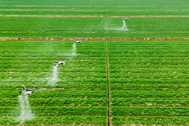 Anhui : la fertilisation par drone des champs de blé à Tongling