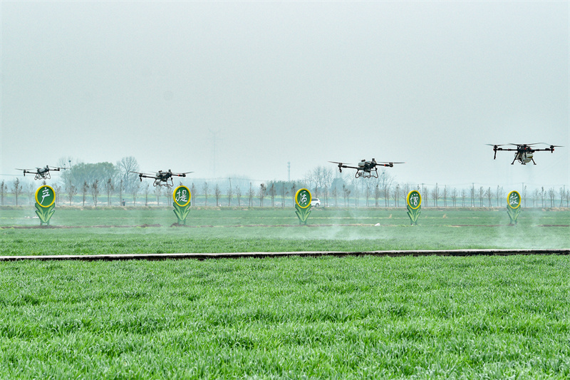 Anhui : la fertilisation par drone des champs de blé à Tongling