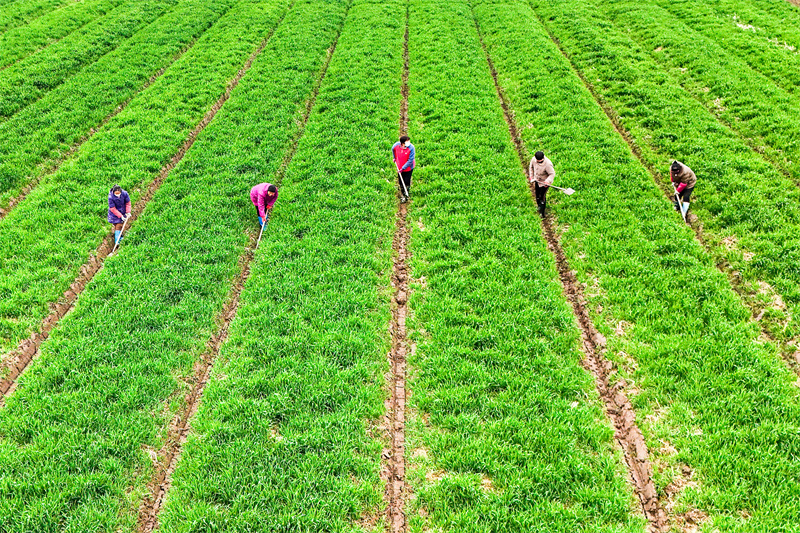 Anhui : la fertilisation par drone des champs de blé à Tongling