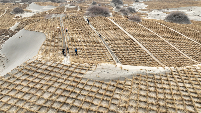 Gansu : Jinta renforce la défense écologique et protège l'habitat vert avec le compactage du sable