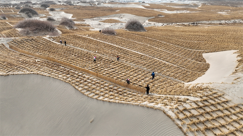 Gansu : Jinta renforce la défense écologique et protège l'habitat vert avec le compactage du sable