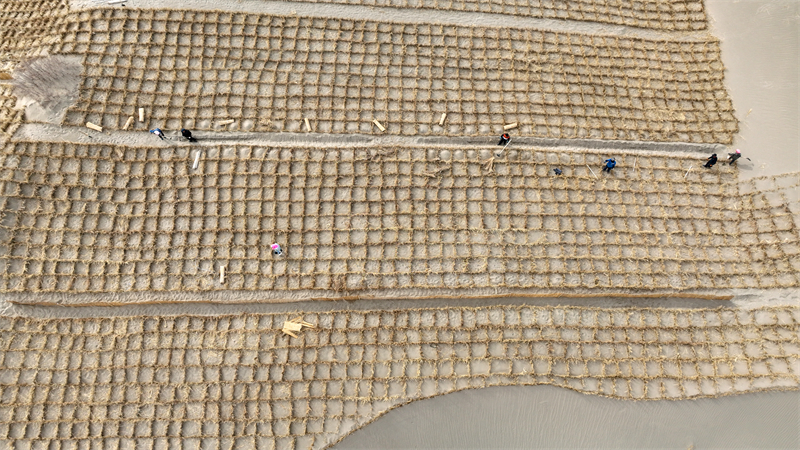 Gansu : Jinta renforce la défense écologique et protège l'habitat vert avec le compactage du sable