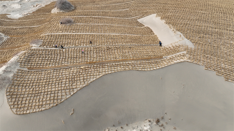 Gansu : Jinta renforce la défense écologique et protège l'habitat vert avec le compactage du sable