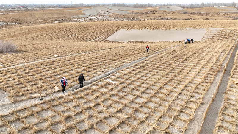 Gansu : Jinta renforce la défense écologique et protège l'habitat vert avec le compactage du sable