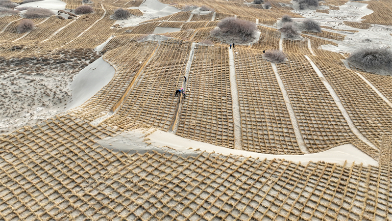 Gansu : Jinta renforce la défense écologique et protège l'habitat vert avec le compactage du sable