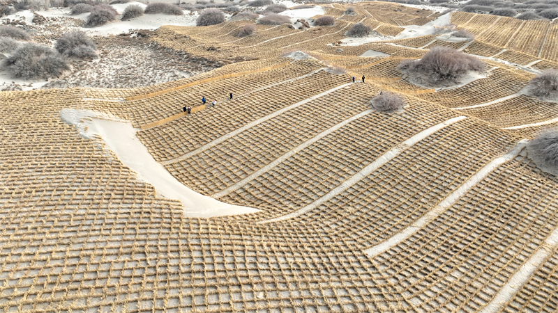 Gansu : Jinta renforce la défense écologique et protège l'habitat vert avec le compactage du sable