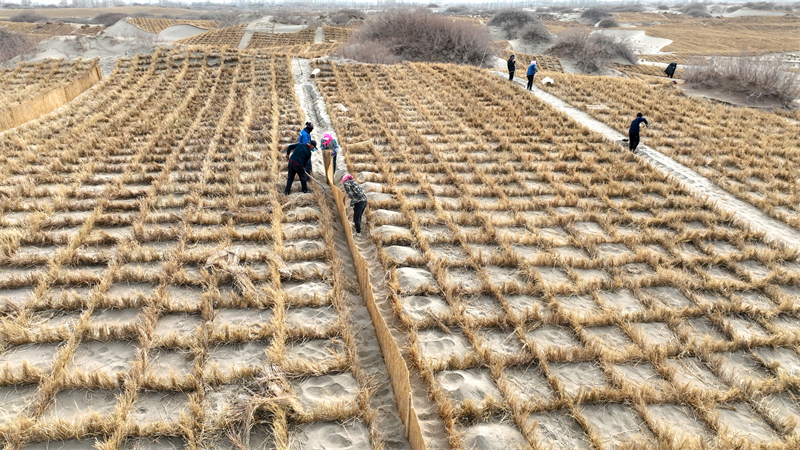 Gansu : Jinta renforce la défense écologique et protège l'habitat vert avec le compactage du sable