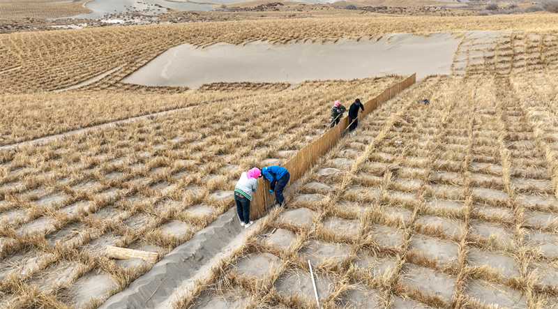 Gansu : Jinta renforce la défense écologique et protège l'habitat vert avec le compactage du sable