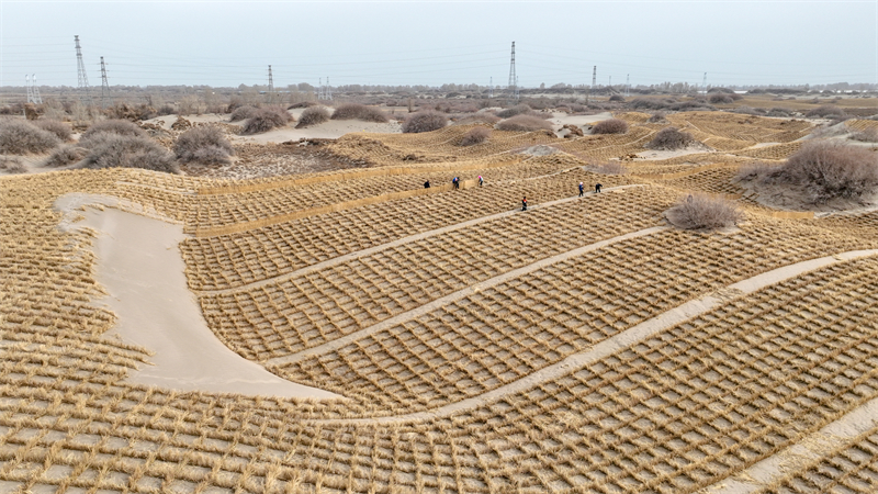 Gansu : Jinta renforce la défense écologique et protège l'habitat vert avec le compactage du sable